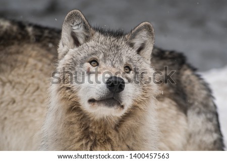 Landscape photo of a grey wolf pack in a snowy forest. Close up on one of the wolves looking up the top right corner of the picture. Shot in Montebello, Quebec, Canada. 
