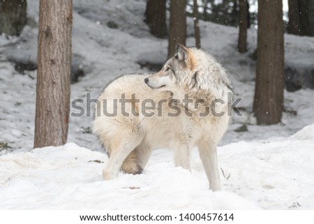 Landscape photo of a grey wolf standing in the snow in a forest, looking on the left side of the picture. Shot in Montebello, Quebec, Canada. 