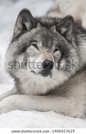 Portrait photo of a grey wolf laying down, staring in the distance on the right side of the picture. He looks calm and comfortable. Shot in Montebello, Quebec. Canada. 