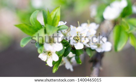 Images of flowers in the open air