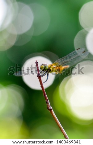 Macro picture of dragonfly on a plant in a sunny day, shallow dept of field.