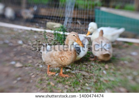 Saxony ducks play in the garden