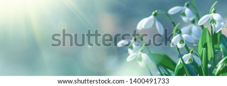 Galanthus nivalis or common snowdrop - blooming white flowers in early spring in the forest, closeup with space for text Royalty-Free Stock Photo #1400491733