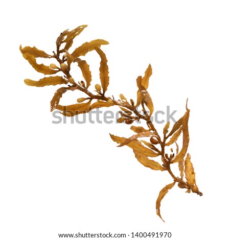 Close-up of Sargassum, showing the air bladders that help it stay afloat. Isolated on white background Royalty-Free Stock Photo #1400491970