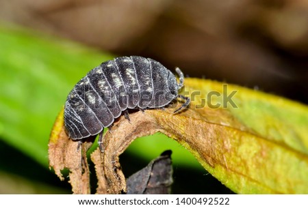 Sow Bug arthropod side view macro, or Wood Louse crawling along a dead leaf in Houston, TX.