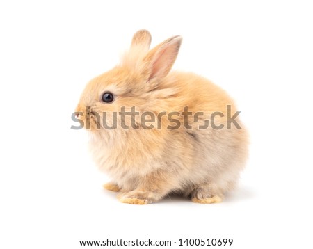 Orange-brown cute baby rabbit isolated on white background. Lovely action of young rabbit. Side view of furry rabbit sitting.