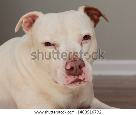 White Staffordshire Bull Terrier Dog