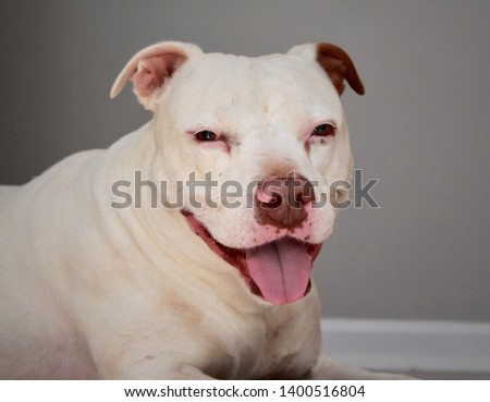 White Staffordshire Bull Terrier Dog