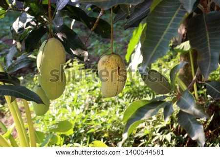 the season of mangoes in the garden-image
