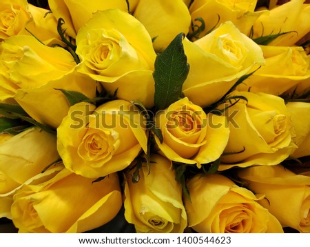 yellow rose flower in a floral bouquet for gift of love, background and texture