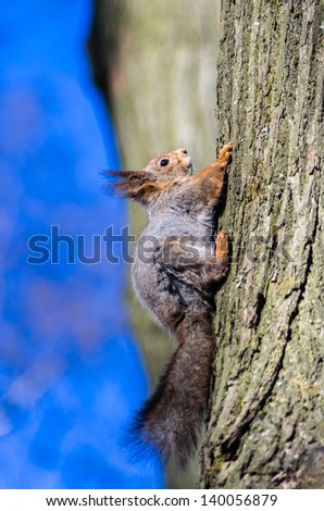 Squirrel sitting on a tree in park