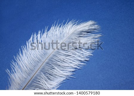 macro photo of white feather on blue background for wedding