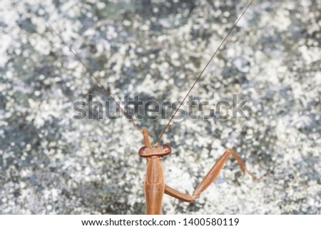 closeup shot of mantis in nature