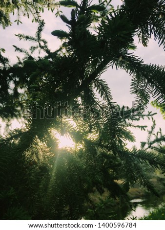 Image of sunlight filtering through pine needles with high background depth of field for artistic effect.