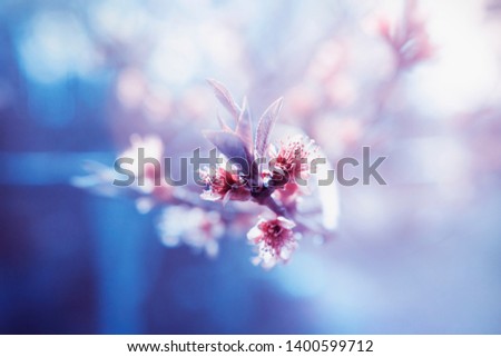 Beginning of spring, flowering of fruit trees (cherry, plum, peach), in pastel colors (blue, pink, beige)