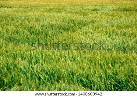 Large wheat crop near the city of japan.