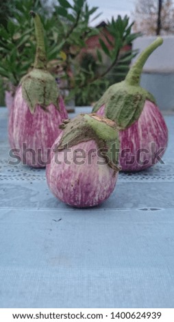 little eggplants stand on the table in the garden