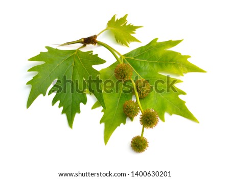 Leaves and fruit of Platanus. planes or plane trees. Isolated on white background Royalty-Free Stock Photo #1400630201