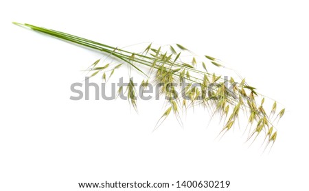 Avena fatua. wild oat. Isolated on white background Royalty-Free Stock Photo #1400630219