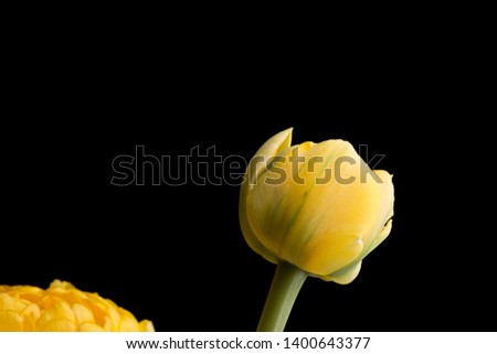 Yellow smooth petals peony flower bouquet on a solid black background