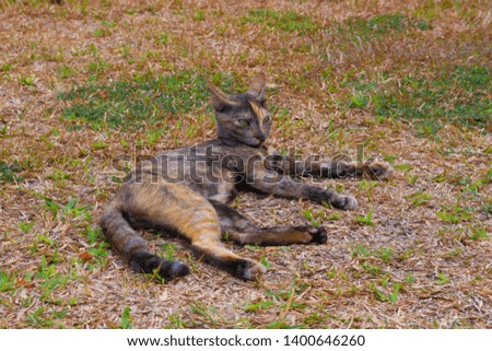 A stray cat in a park