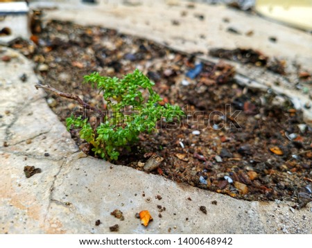 small tree live in cracked concrete. stock photo -image