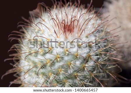 balls cactus in a cooled indoor garden. Cactus spiky succulent green plants with spines