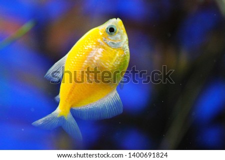amazing sea fish on a blue background