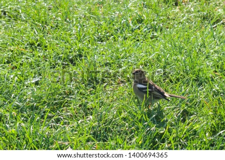 A titmouse bird posing in the green grass