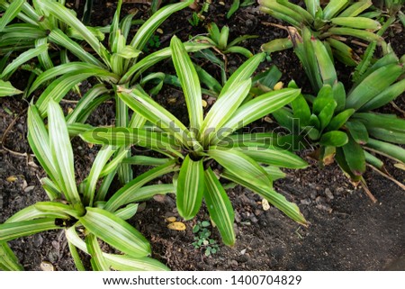 Long striped spider plant leaves