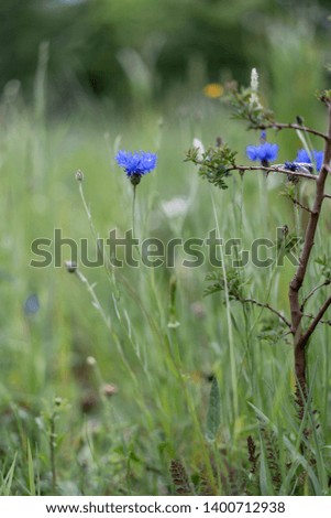 dandelion knapweed chamomile and poppies in grass in the field
