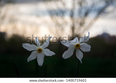 Calendula,Narcissus Flower, Turkish name is: Nergiz