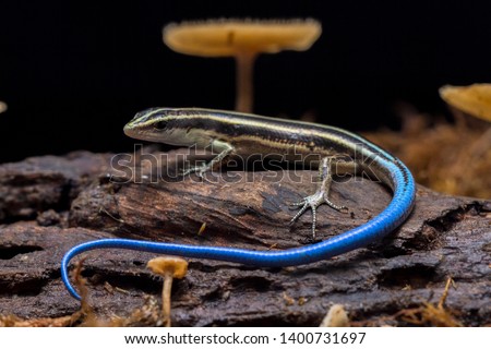Emoia caeruleocauda, (Blue tailed skink)  commonly known as the Pacific bluetail skink, is a species of lizard  in the family Scincidae.