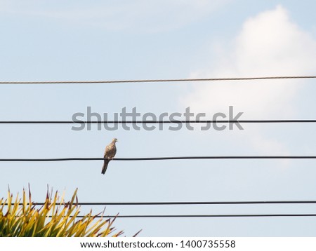 minimal photo as graphics outline of a tropical asian brown zebra dove on electric cable wire under morning sunlight on a sunny day with light clear blue sky copy space peaceful empty background