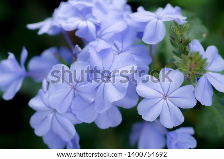 close-up of blue plumbago flower in graden,blue flowering plant
