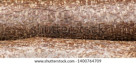 Close-up of tree trunks as a picture background                   