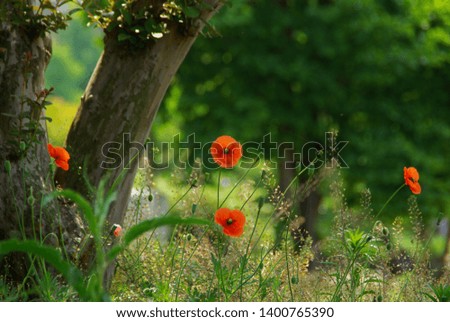 the match between a pine tree and a poppy.