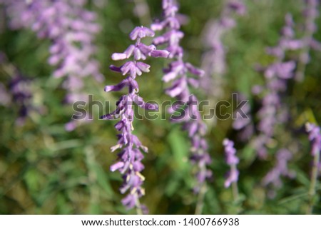 Close up of blooming lavender flowers. Lavender flowers background, purple in the sunlight