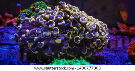 Gold tip Hammer Aquacultured LPS Coral - (Euphyllia ancora) 