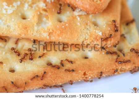 Red ants eating cracker on the plate on wooden background. select focus.