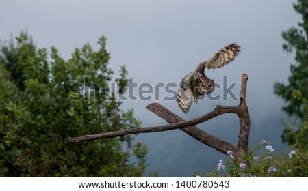 Eagle owl in flight, about to land on a tree, photographed in the Drakensberg mountains near Cathkin Peak, Kwazulu Natal, South Africa