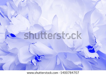 Background of white and blue peons, texture of flower petals.