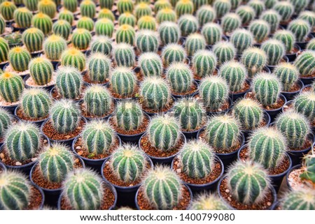 Cactus in pots in the garden nursery cactus farm agriculture greenhouse 