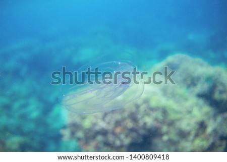Jellyfish in blue sea water. Underwater photo of marine animal. Coral reef inhabitant. Transparent jelly fish with violet string. Seaside danger. Tropical sea snorkeling or diving. Jelly fish closeup