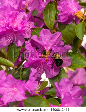 A close up/ macro of a bee and azaleas in bloom.  Flying from flower to pollenate and bring new life to the world.