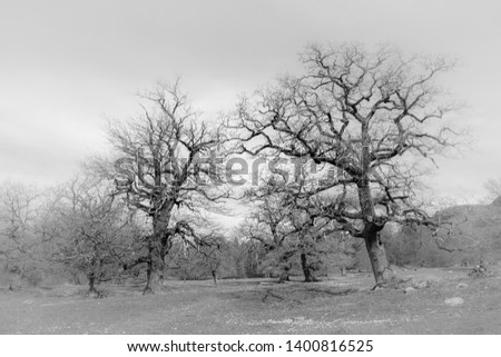 Old high oaks on meadow 