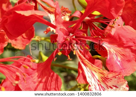 Delonix regia is a species of flowering plant in the bean family Fabaceae.Other names royal poinciana, flamboyant, flame of the forest, or flame tree. Flamboyant display of flowers.