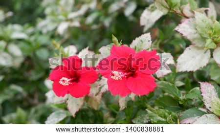 Red hibiscus flowers,Red flowers make them feel alive.