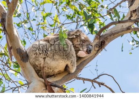 Beautiful koala in wildlife sleeping leaning against a high eucalyptus branch against the blue sky, Kangaroo Island, Southern Australia