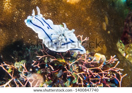 Delicate white and blue nudibranch (Loch's Chromodoris, Chromodoris Lochi) in Anilao, Batangas, Philippines. Diving pictures of popular underwater slugs. 
